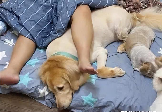 为什么不建议让狗上床睡?过来人表示:有5大弊端