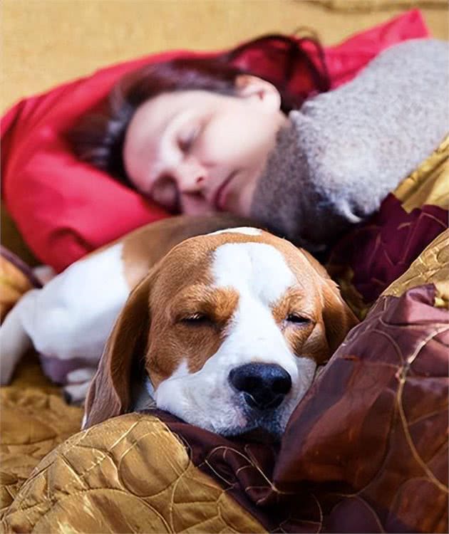 为什么不建议让狗上床睡?过来人表示:有5大弊端