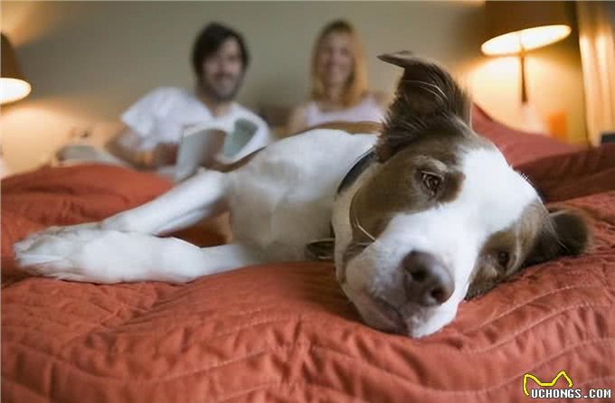 为什么不建议让狗上床睡?过来人表示:有5大弊端