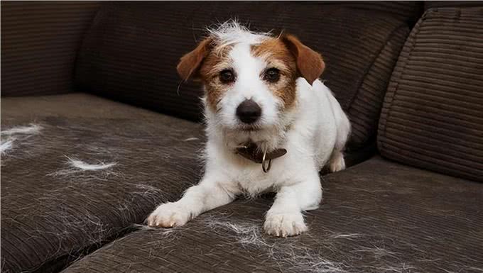 为什么不建议让狗上床睡?过来人表示:有5大弊端