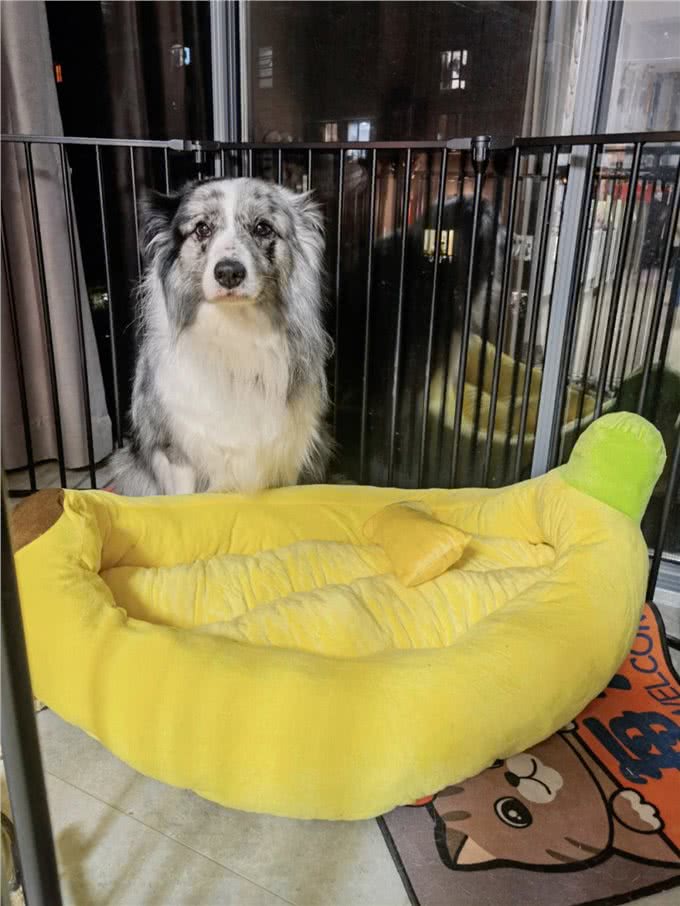 为什么不建议让狗上床睡?过来人表示:有5大弊端