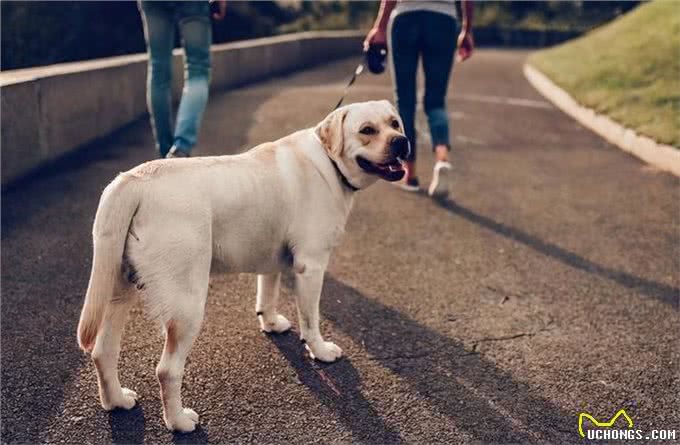 为什么不建议让狗上床睡?过来人表示:有5大弊端