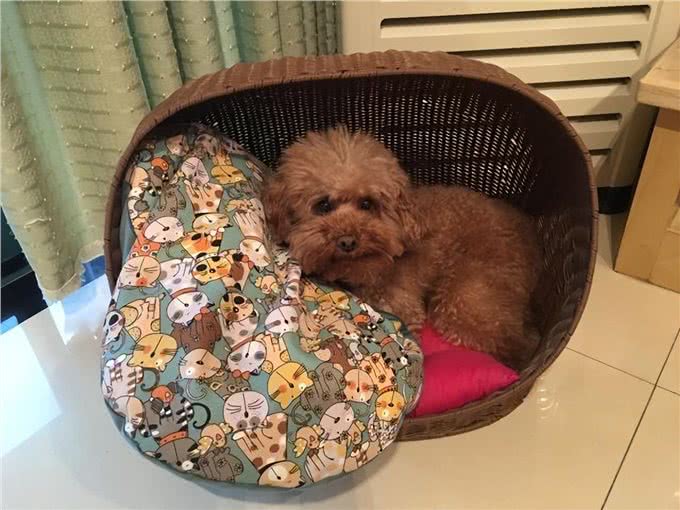 为什么不建议让狗上床睡?过来人表示:有5大弊端