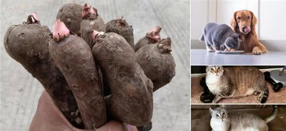 猫狗过度肥胖怎么减肥?过来人：饮食是关键