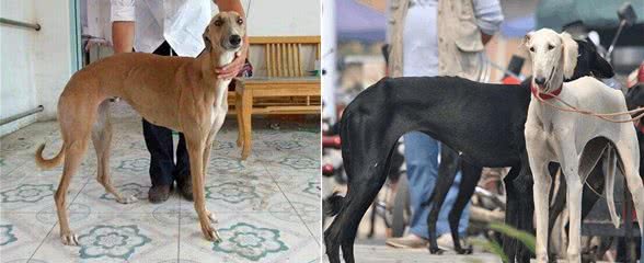 为何国人不养细犬?腿再长，也躲不过这6点