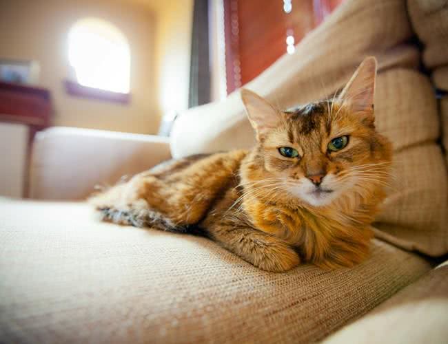 索马里猫实战饲养技巧与购买需知