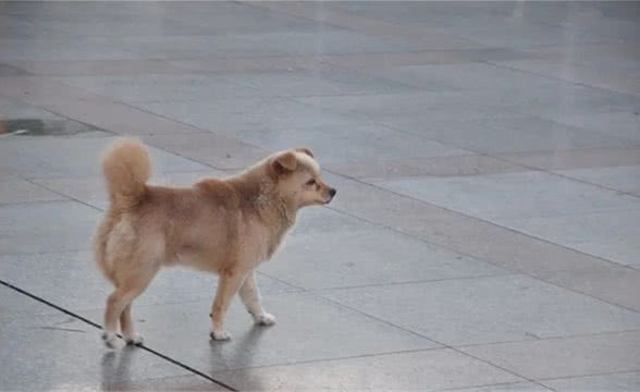 文明礼仪普及小知识丨文明养犬