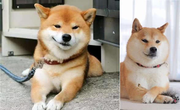 柴犬老是咬人，怎么办?主人百思不解，快来看看驯狗妙招
