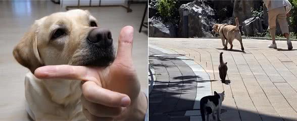 吸猫体质的狗狗，每天散步都有流浪猫陪跑，还顺带救了一窝小奶猫