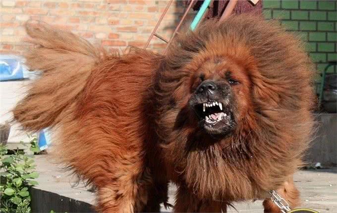 虽然它打不过比特杜高，但它却是唯一看见狮子也不怕的烈犬