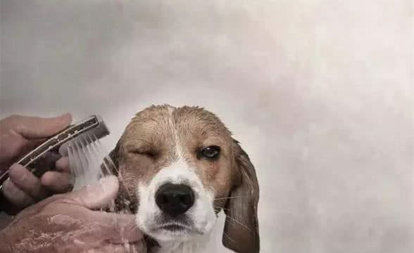 夏日狗狗沐浴露的选择