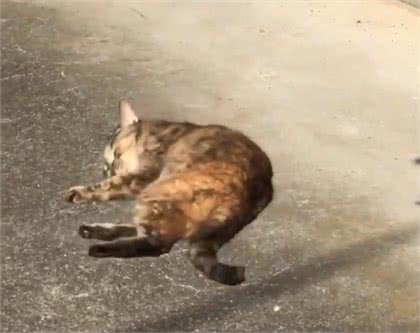 猫咪太久没出门，晒太阳兴奋得一直打滚!太可爱了