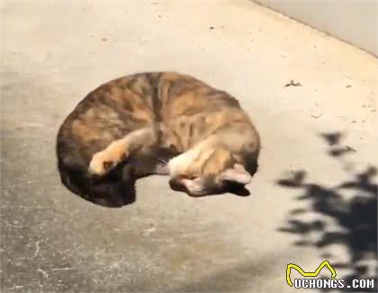 猫咪太久没出门，晒太阳兴奋得一直打滚!太可爱了