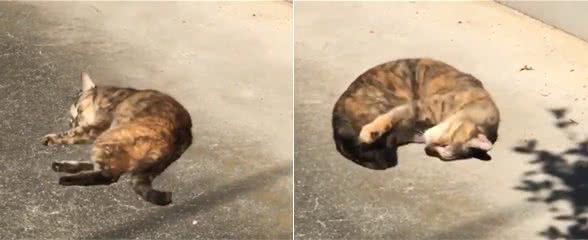猫咪太久没出门，晒太阳兴奋得一直打滚!太可爱了