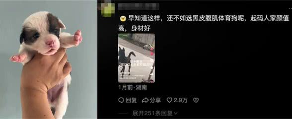 柯基被全村最潦草的狗子霍霍了，生娃堪比开盲盒~