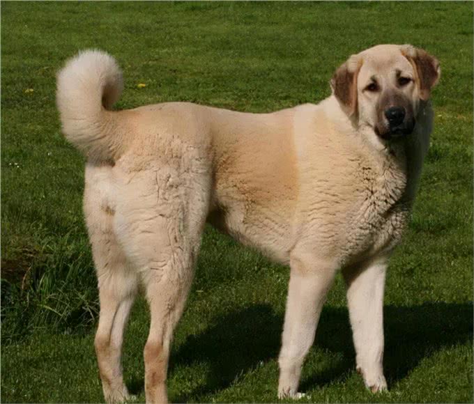 国外一只牧羊犬幼崽刚满月，就出来驱赶羊群，反被羊群当成小羊羔