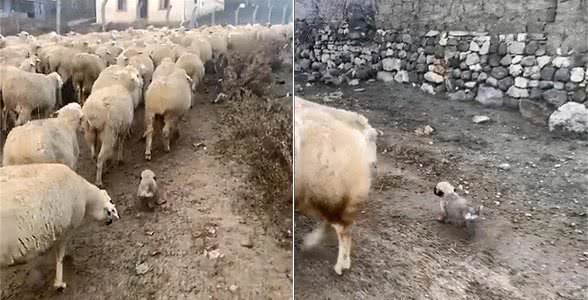 国外一只牧羊犬幼崽刚满月，就出来驱赶羊群，反被羊群当成小羊羔