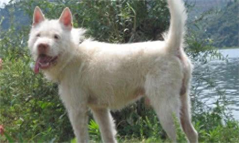 十大来自我大中华纯种田园犬，现在已经很少见