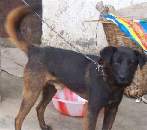 十大来自我大中华纯种田园犬，现在已经很少见