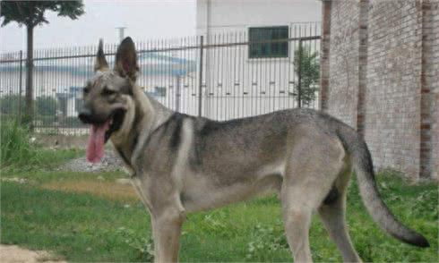 十大来自我大中华纯种田园犬，现在已经很少见