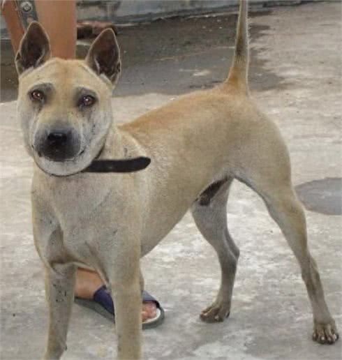 十大来自我大中华纯种田园犬，现在已经很少见