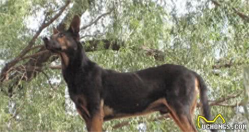 十大来自我大中华纯种田园犬，现在已经很少见