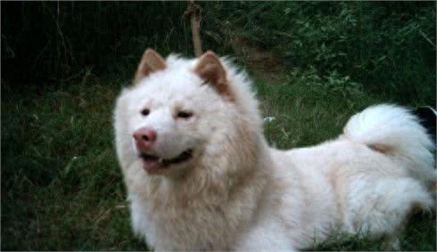 十大来自我大中华纯种田园犬，现在已经很少见