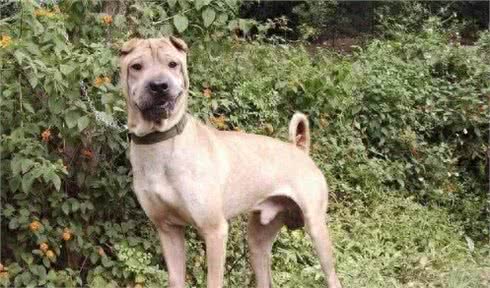 十大来自我大中华纯种田园犬，现在已经很少见