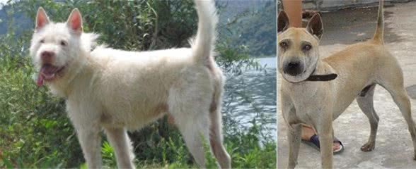十大来自我大中华纯种田园犬，现在已经很少见
