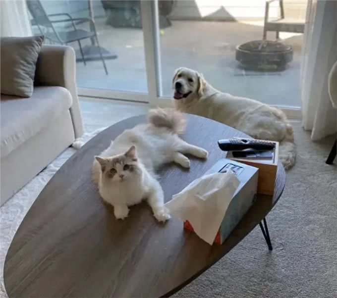 忠诚的狗不再是唯一选择，为什么越来越多人爱猫?