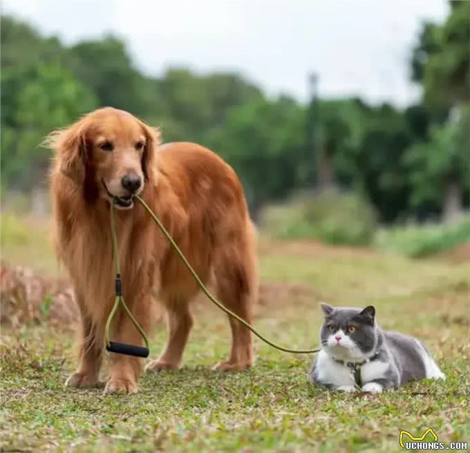 忠诚的狗不再是唯一选择，为什么越来越多人爱猫?
