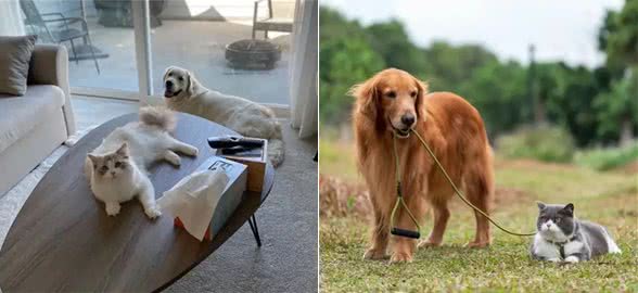 忠诚的狗不再是唯一选择，为什么越来越多人爱猫?