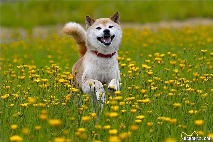 聪明、听话、可爱!柴犬和秋田犬等日本犬的迷人魅力