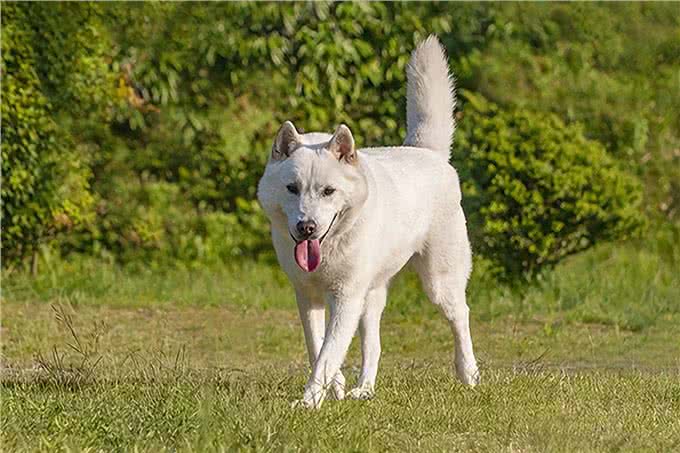 聪明、听话、可爱!柴犬和秋田犬等日本犬的迷人魅力