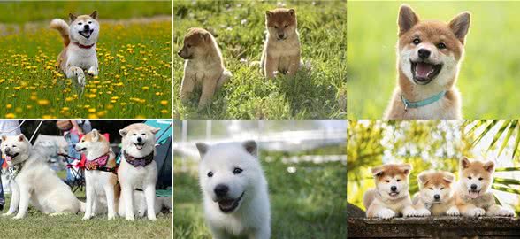 聪明、听话、可爱!柴犬和秋田犬等日本犬的迷人魅力
