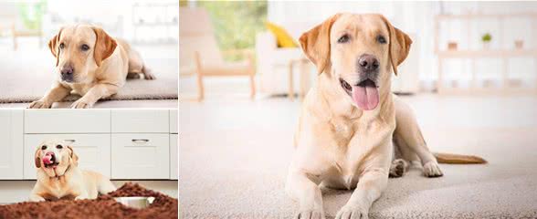 拉布拉多犬意外走失，主人没有寻找，结果第二天又领养了一只狗狗
