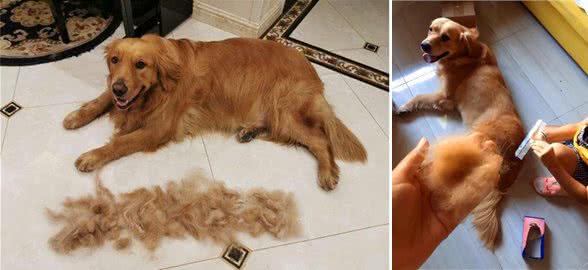 金毛犬掉毛怎么清理?