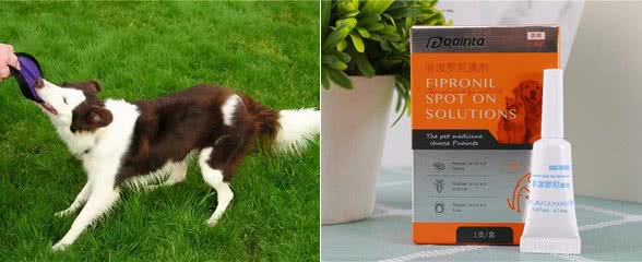 养柯利犬为什么不能随意用药?特殊之处在这里