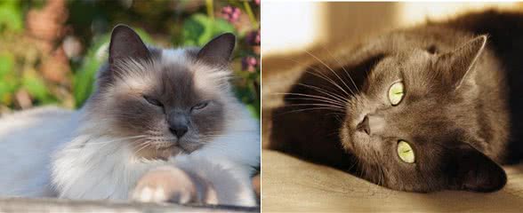 最适合家养的几款猫咪，你养对了么?