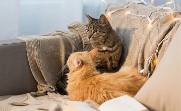 想养猫猫的注意啦~解锁萌猫世界:家养猫的人气之选