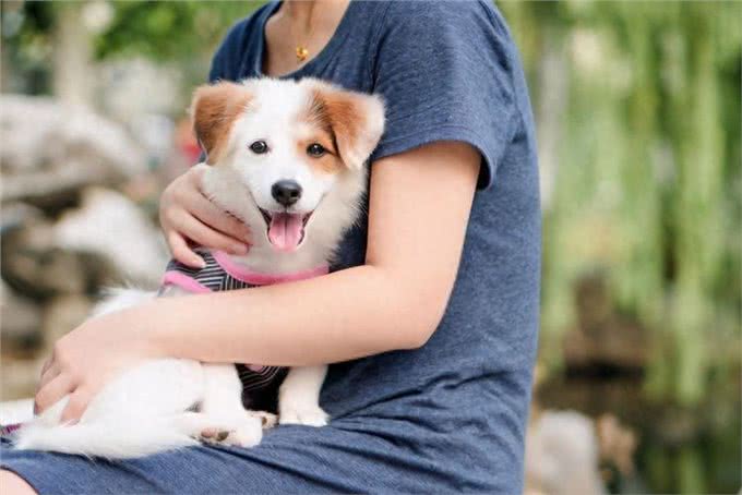 医生叹息:养狗会引起这5种病，有些还无药可医，很多人都后悔了