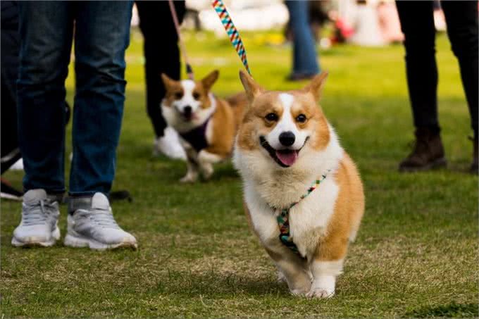 医生叹息:养狗会引起这5种病，有些还无药可医，很多人都后悔了