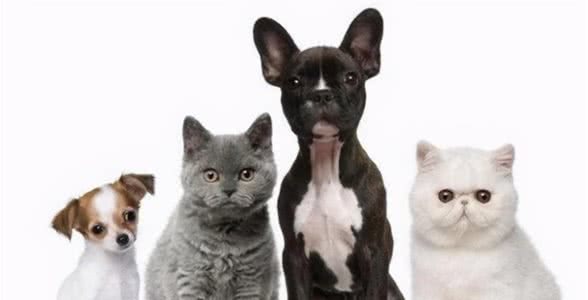 你知道吗，犬猫的身体日渐消瘦很有可能是贫血