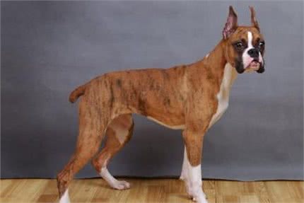 霸气的拳师犬,会护主吗?要怎么训练呢?