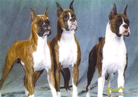 霸气的拳师犬,会护主吗?要怎么训练呢?