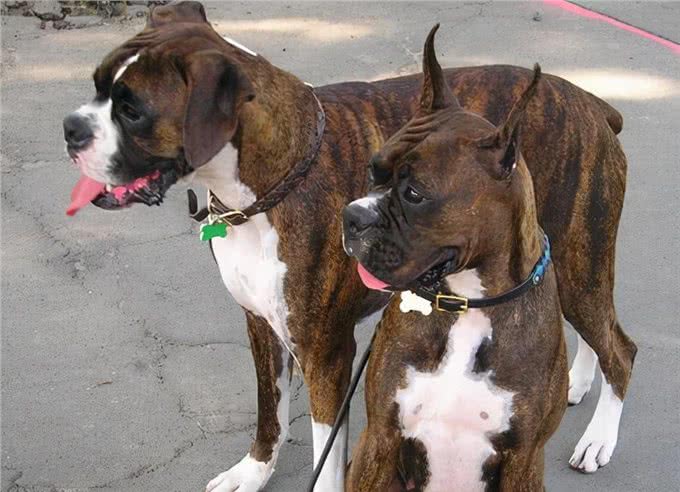 霸气的拳师犬,会护主吗?要怎么训练呢?