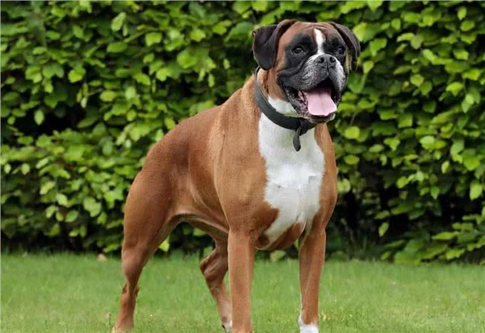 霸气的拳师犬,会护主吗?要怎么训练呢?