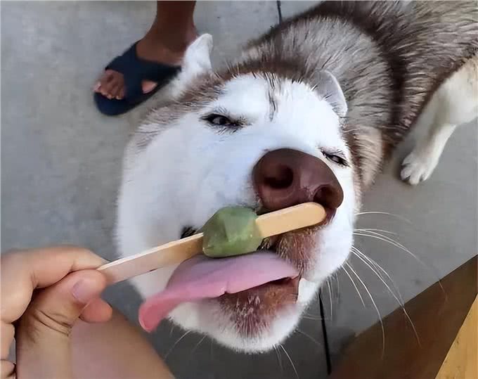 狗狗这几个特征,说明它不聪明,你家的占了几个?