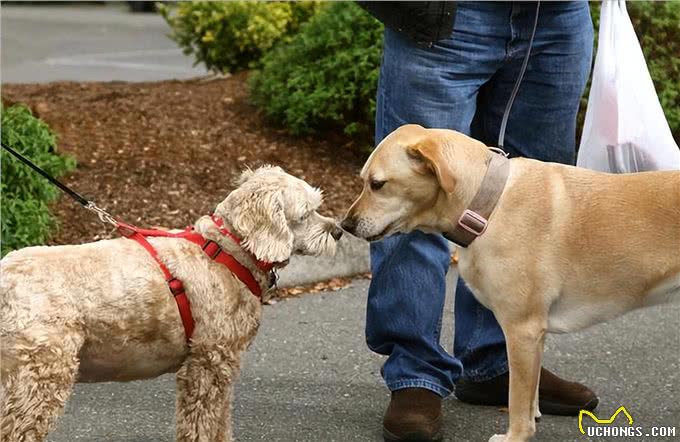 狗狗这几个特征,说明它不聪明,你家的占了几个?