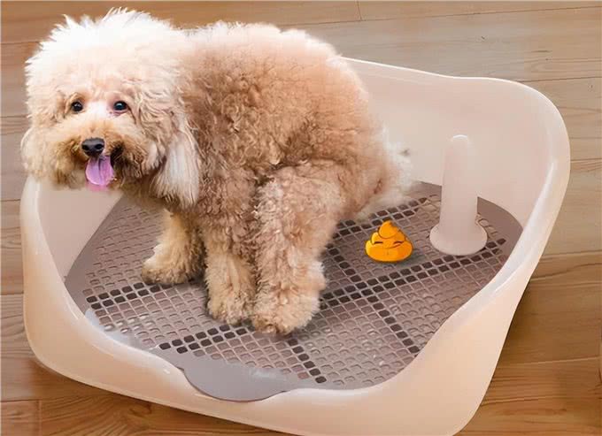 狗狗这几个特征,说明它不聪明,你家的占了几个?